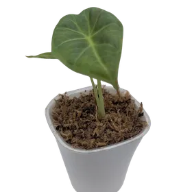 Baby Alocasia 'Regal Shields' 5